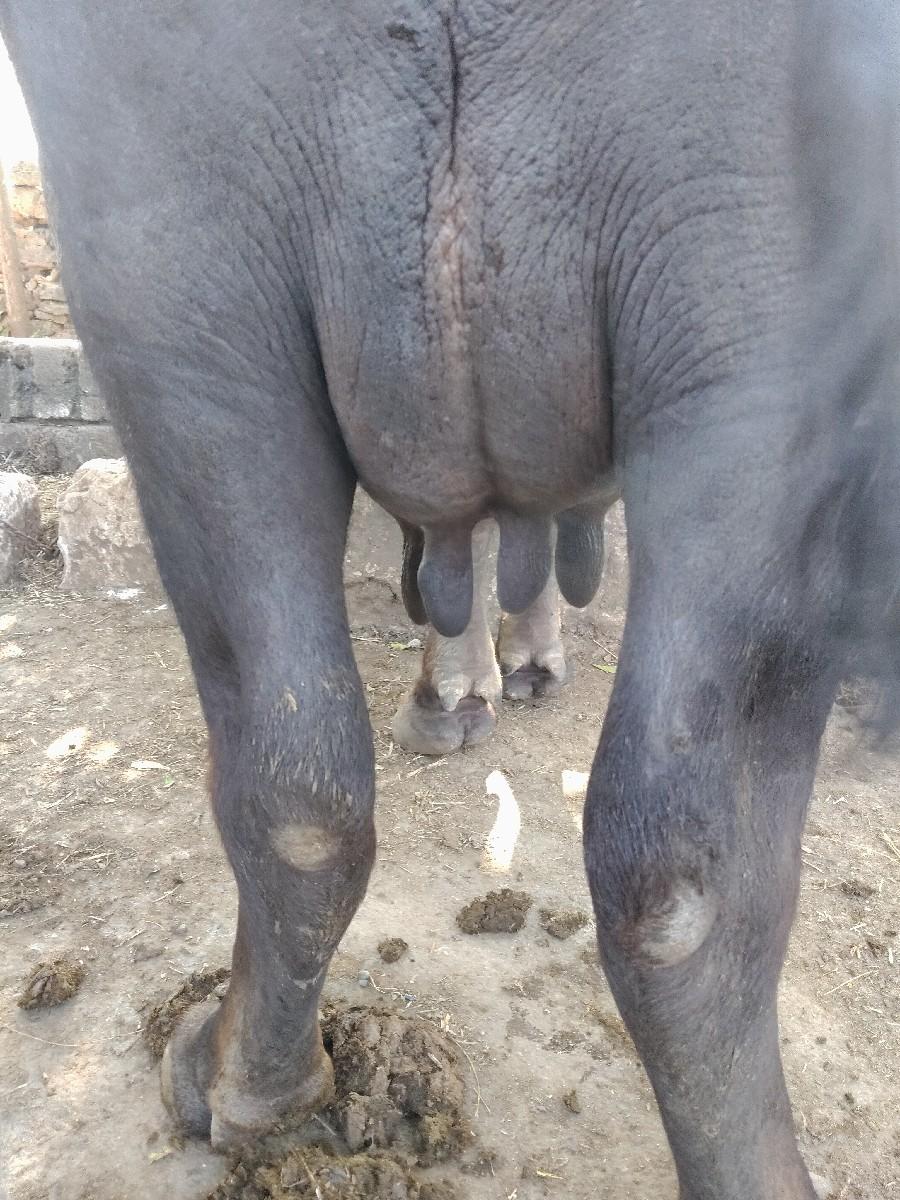 થંબનેલ 2