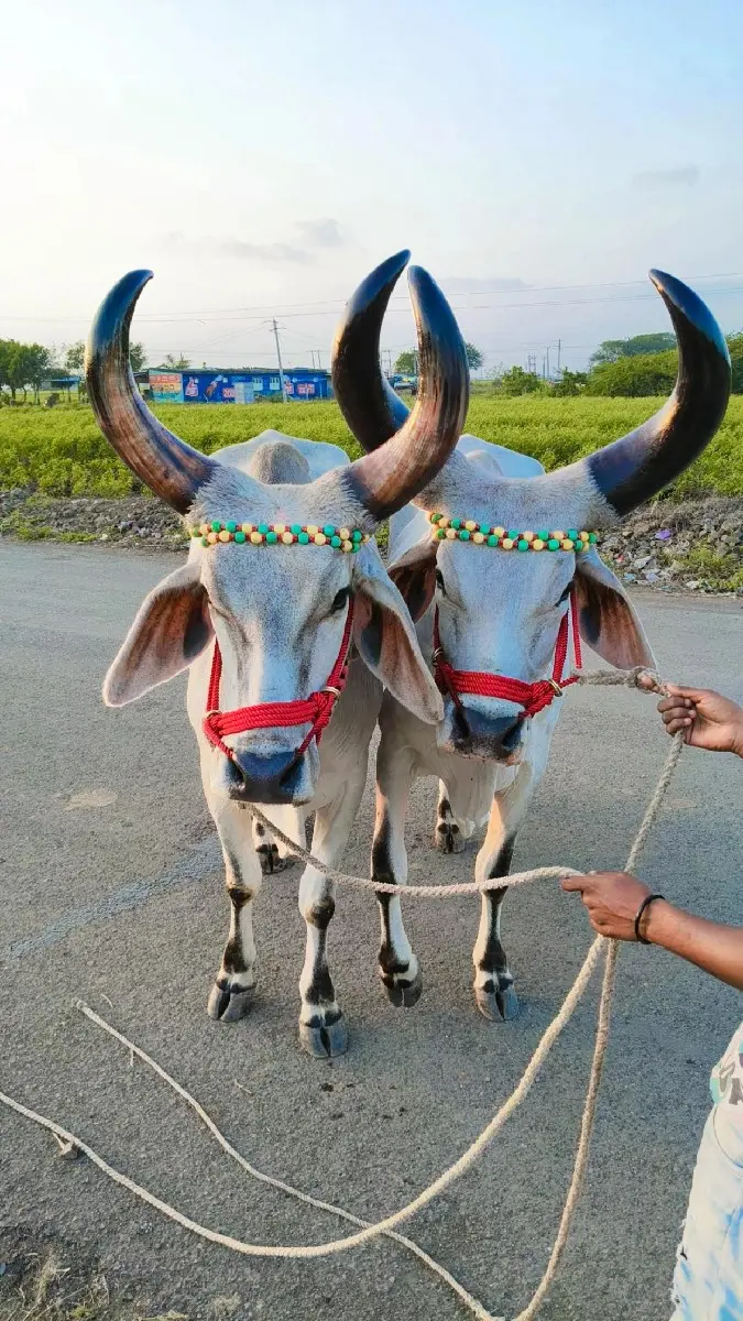 કોડલા ફૂલ જવાબદારી થી વેચવાના છે