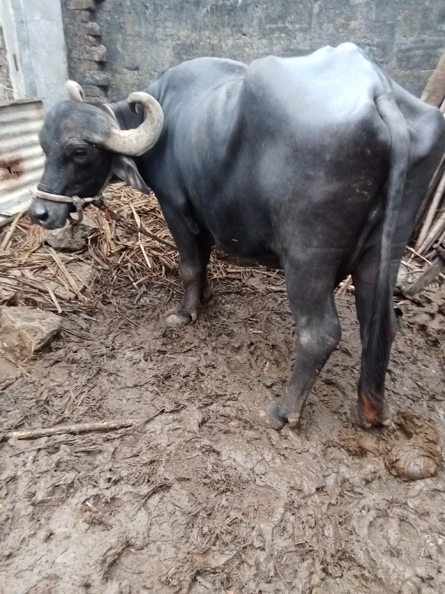 થંબનેલ 2