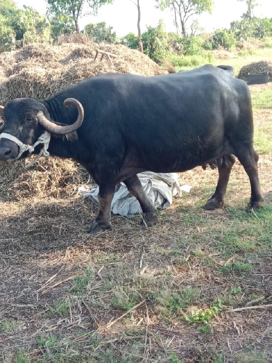 આ ભેંસ વેચવાની છે