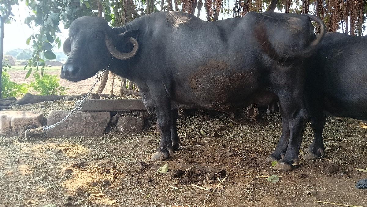 થંબનેલ 3