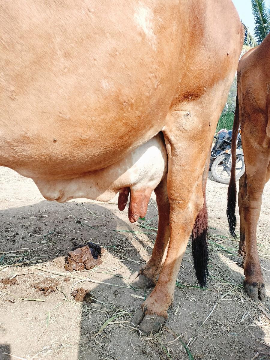 થંબનેલ 3