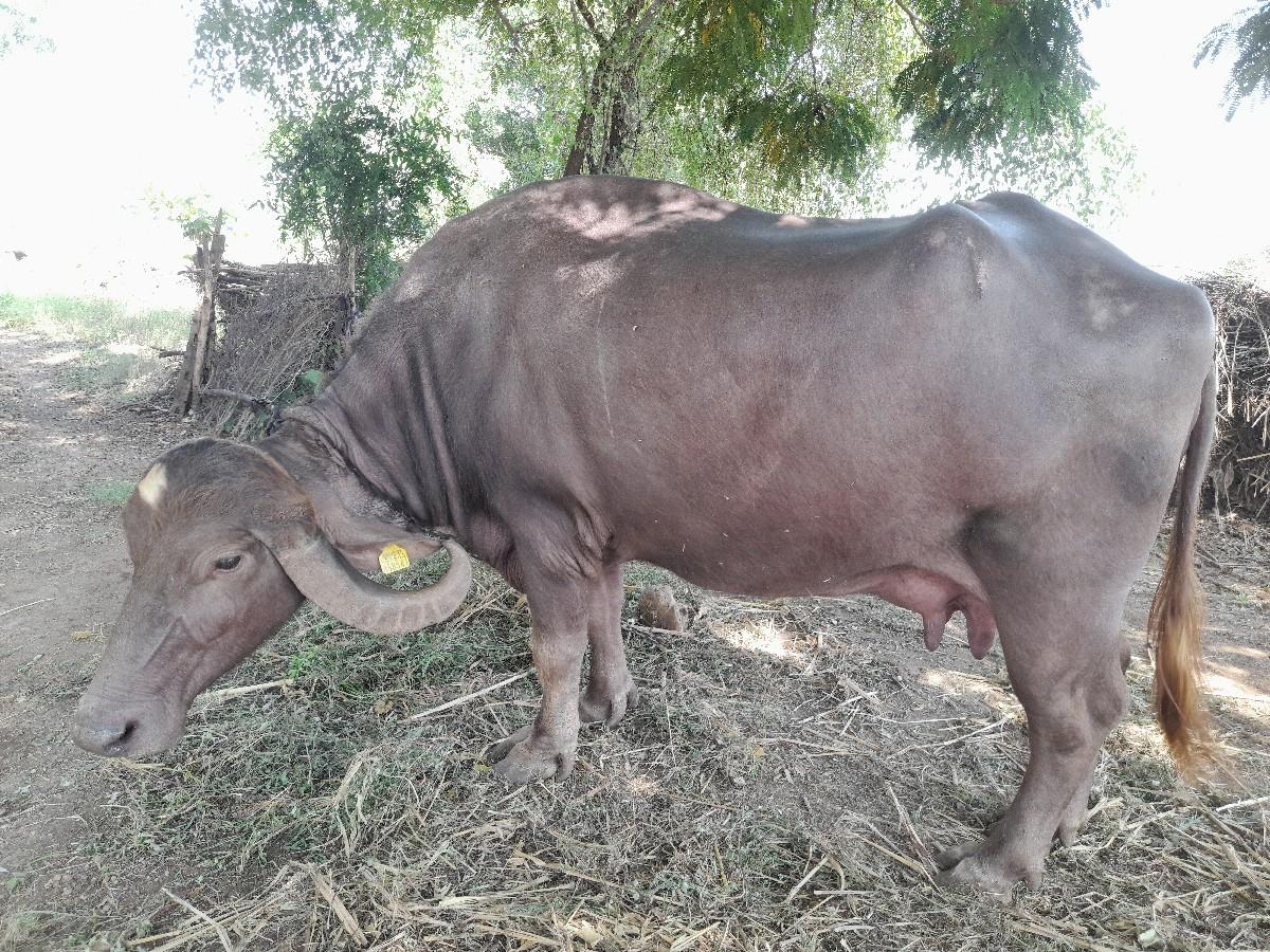 થંબનેલ 2