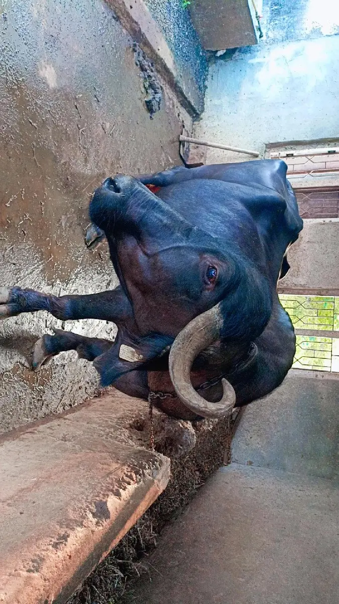 થંબનેલ 2