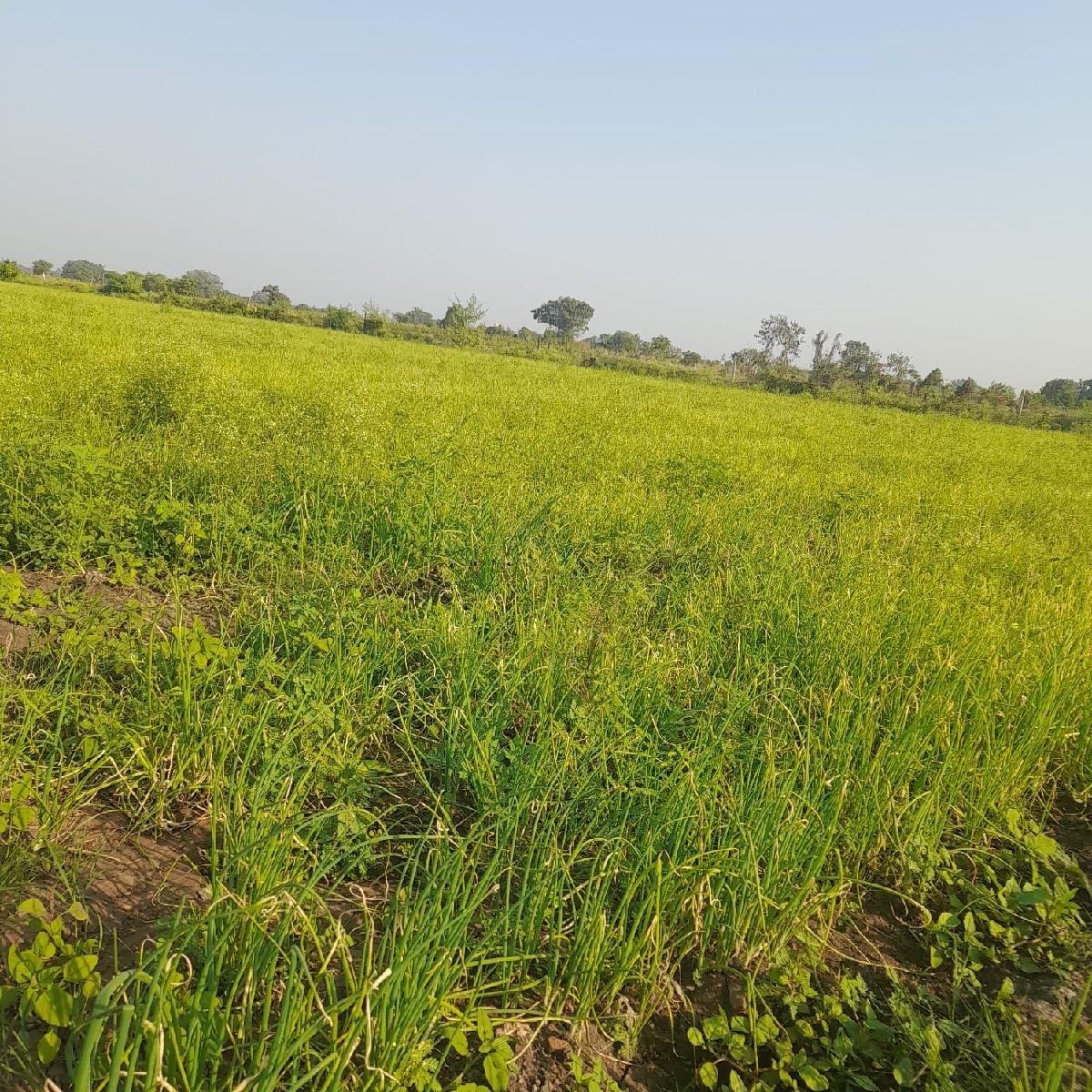 થંબનેલ 3