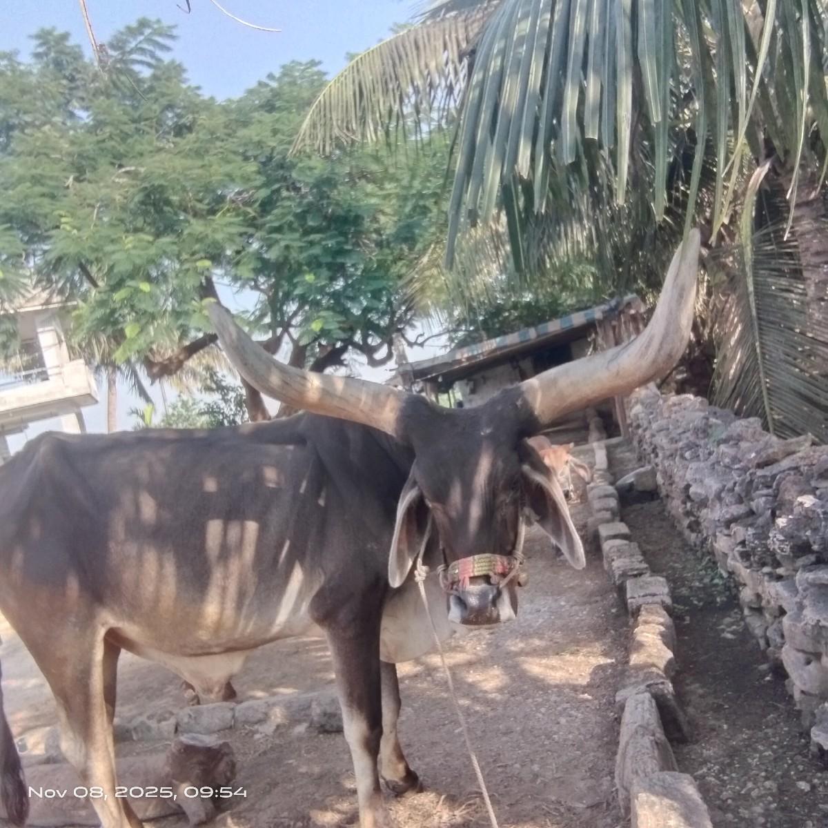 બઙદ વેચવાનો છે 7284818653