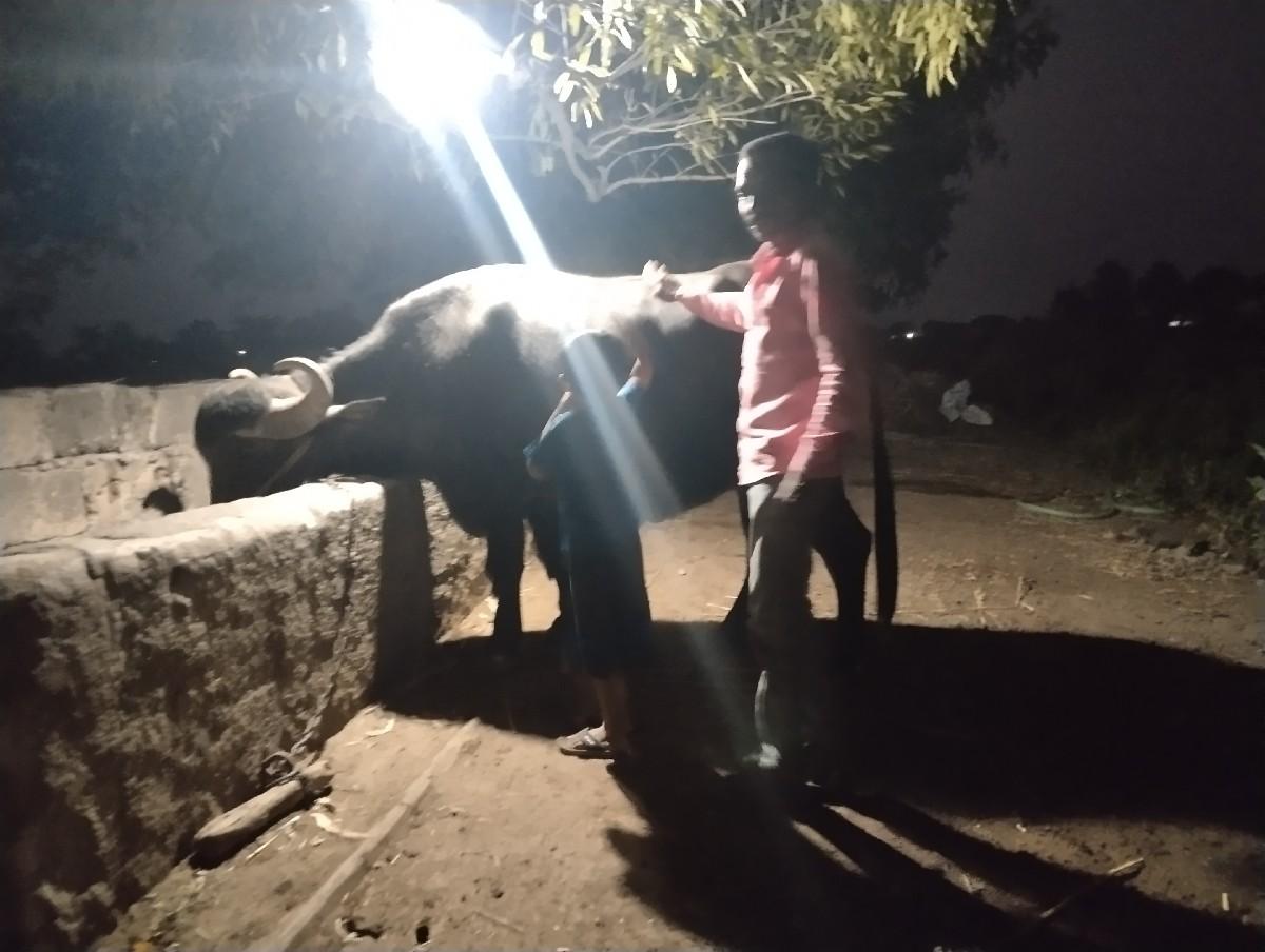 ભેસ વેચવાની