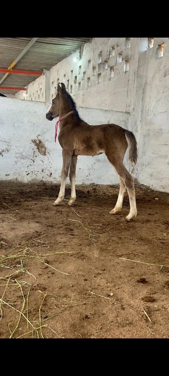 થંબનેલ 2