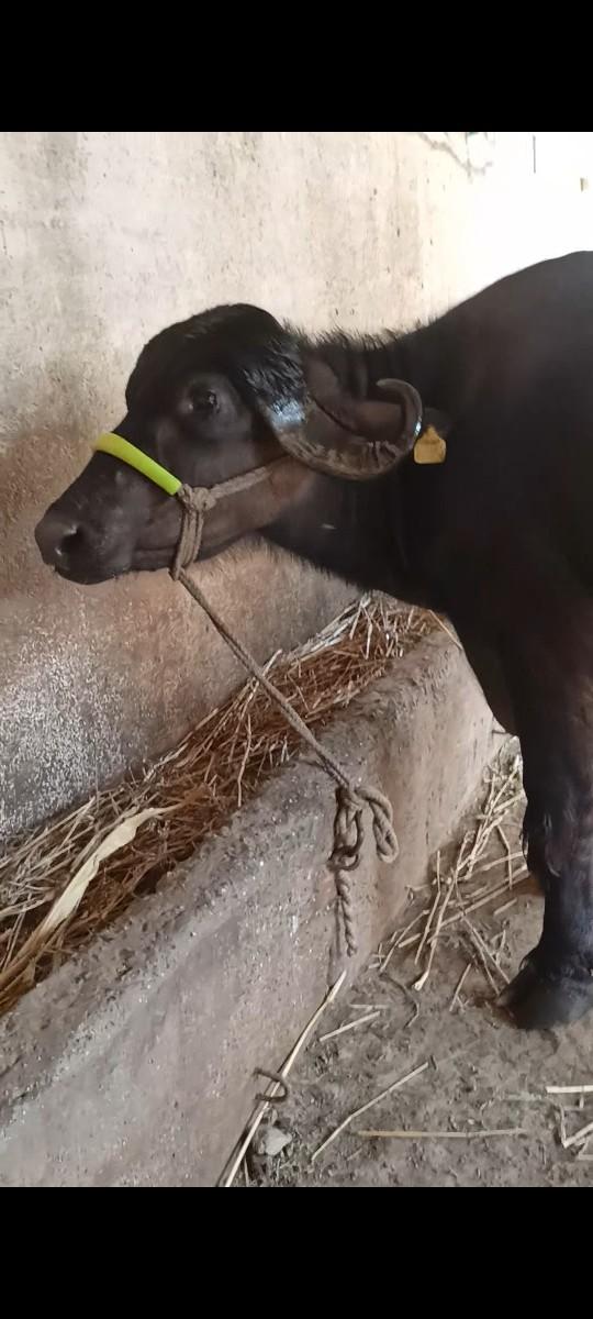 થંબનેલ 2