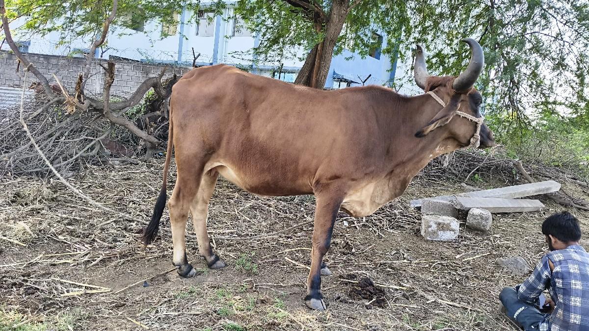 થંબનેલ 2