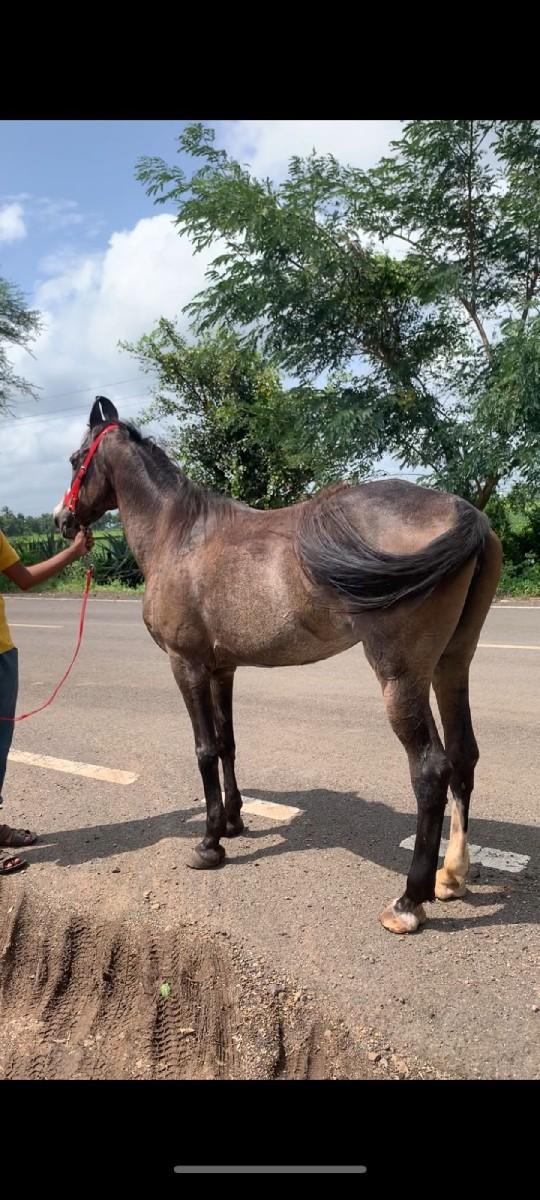 થંબનેલ 3