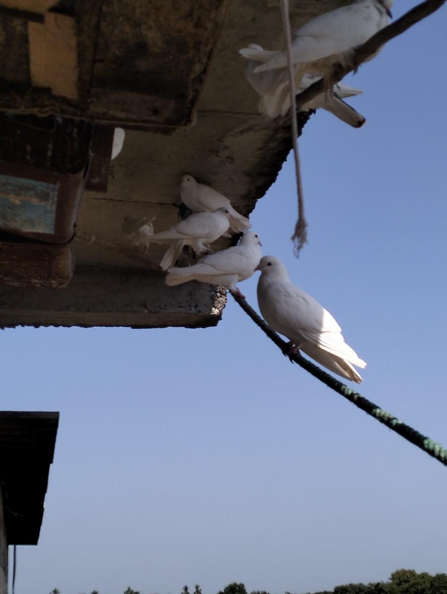 થંબનેલ 2