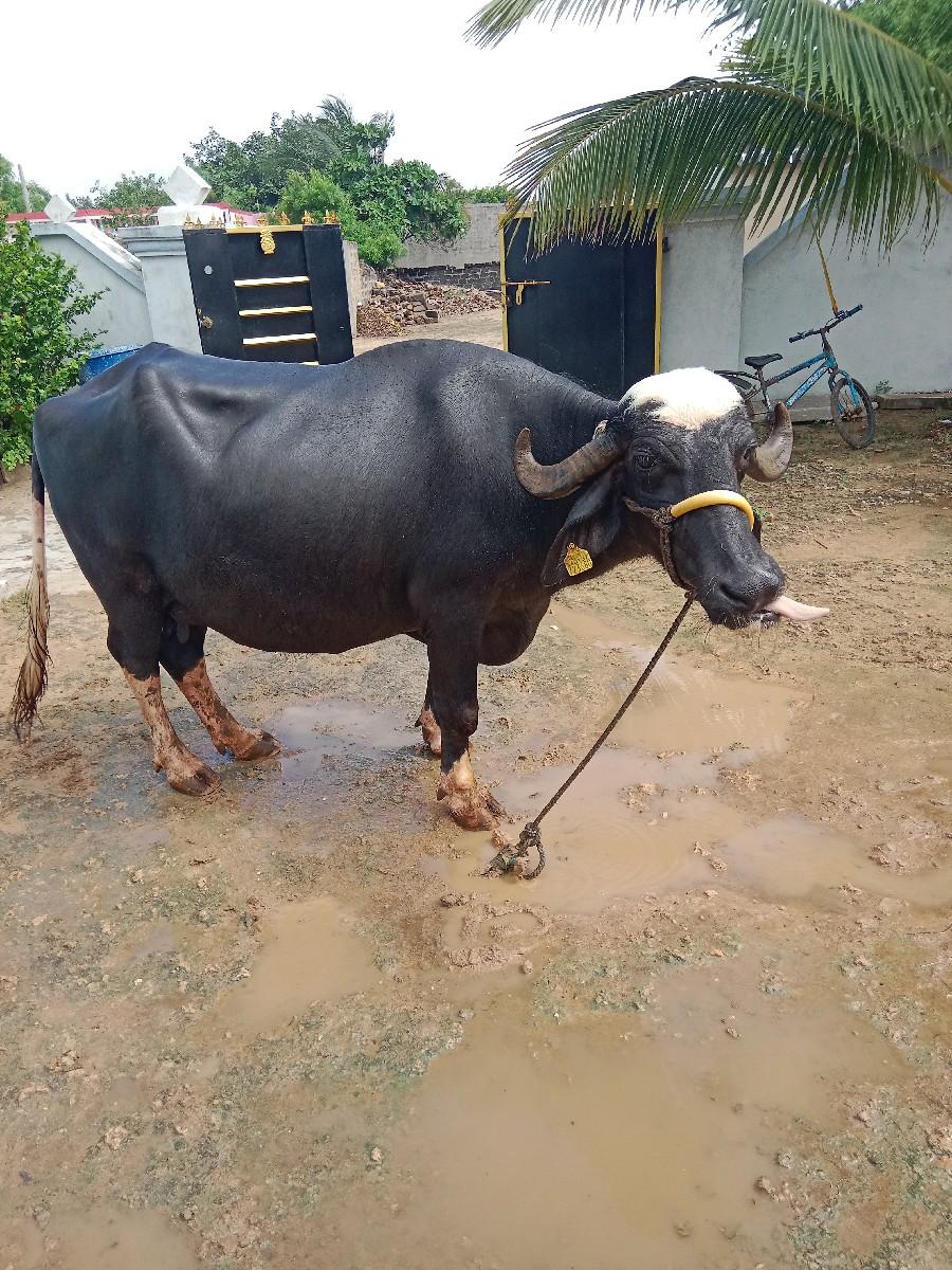 થંબનેલ 2