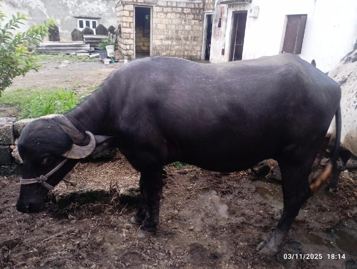 થંબનેલ 2