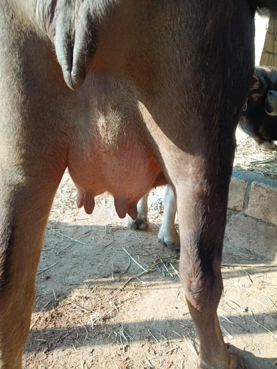 વેસવાની