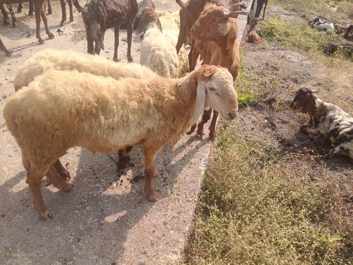 થંબનેલ 2