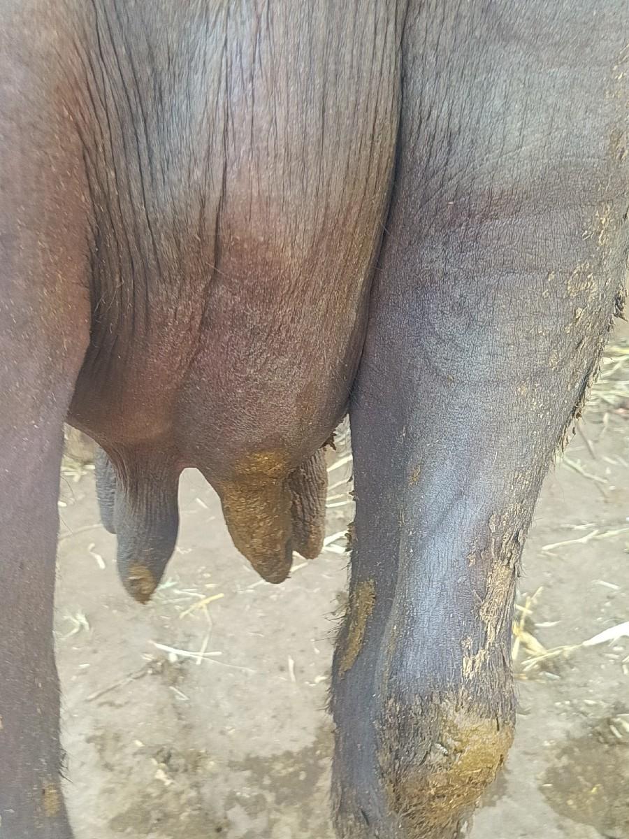 ભેંસ વેચવાની છે