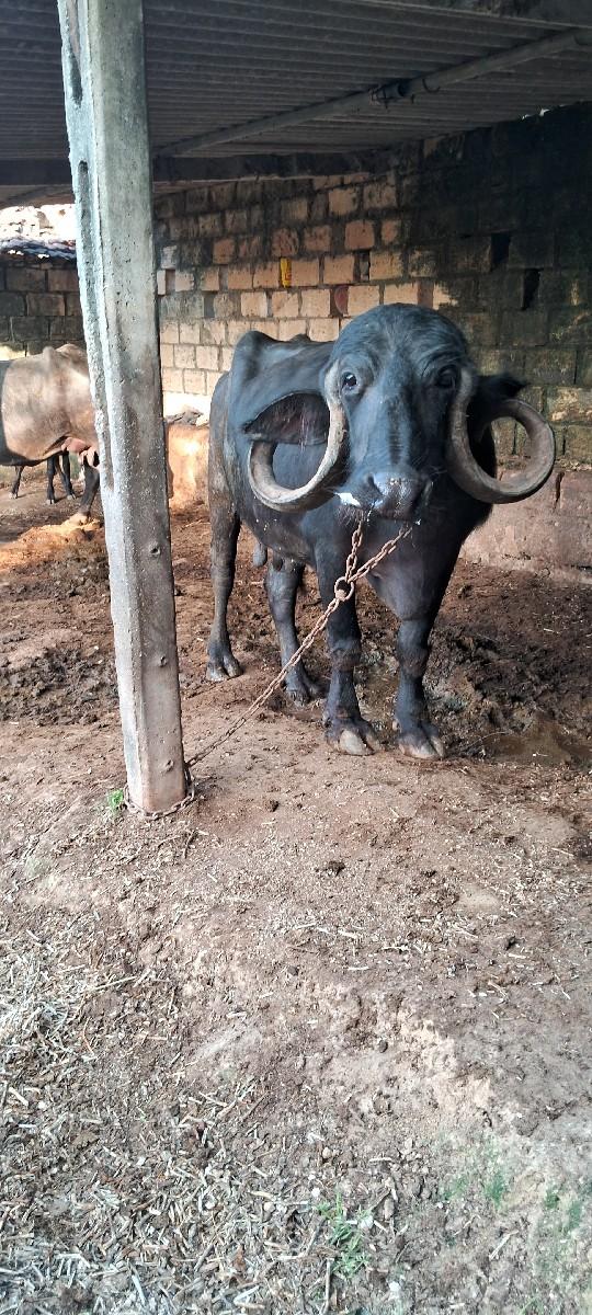 થંબનેલ 3