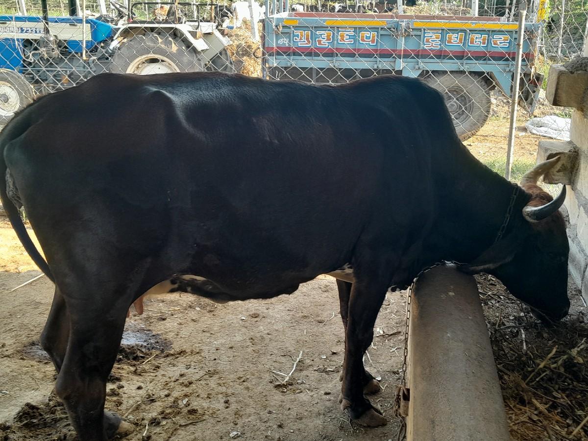 થંબનેલ 3