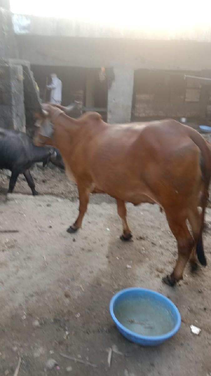 વેસવાનીછે.મોબાલ.નંબર9723704702