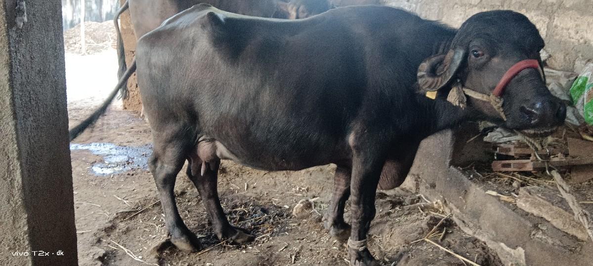 થંબનેલ 3