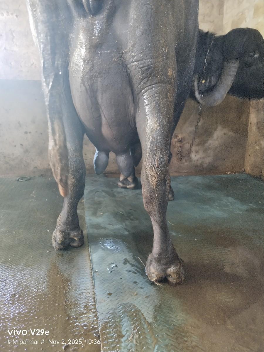 થંબનેલ 2