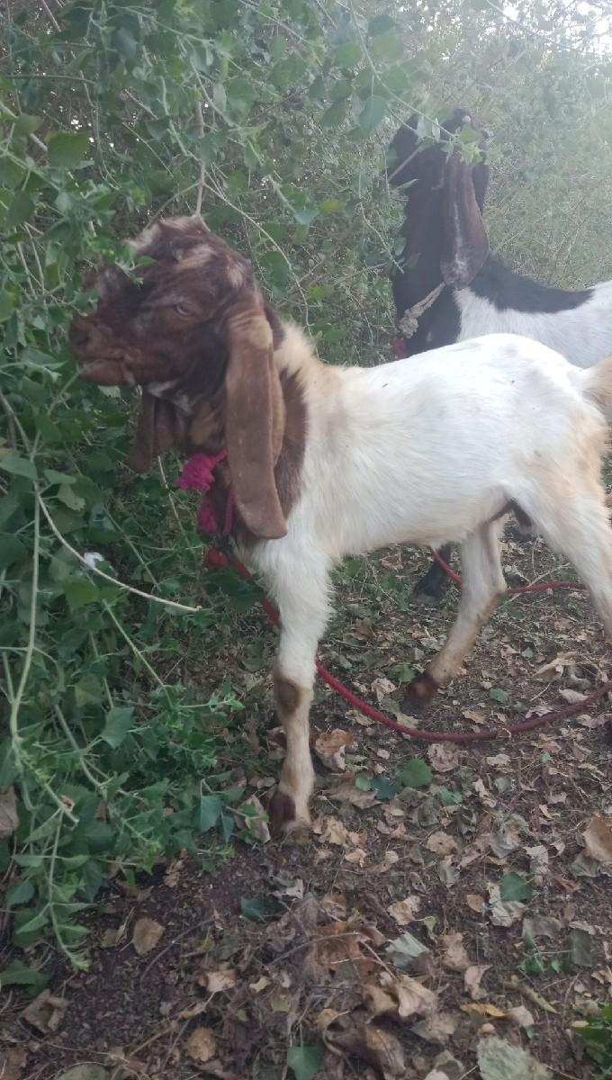 થંબનેલ 3