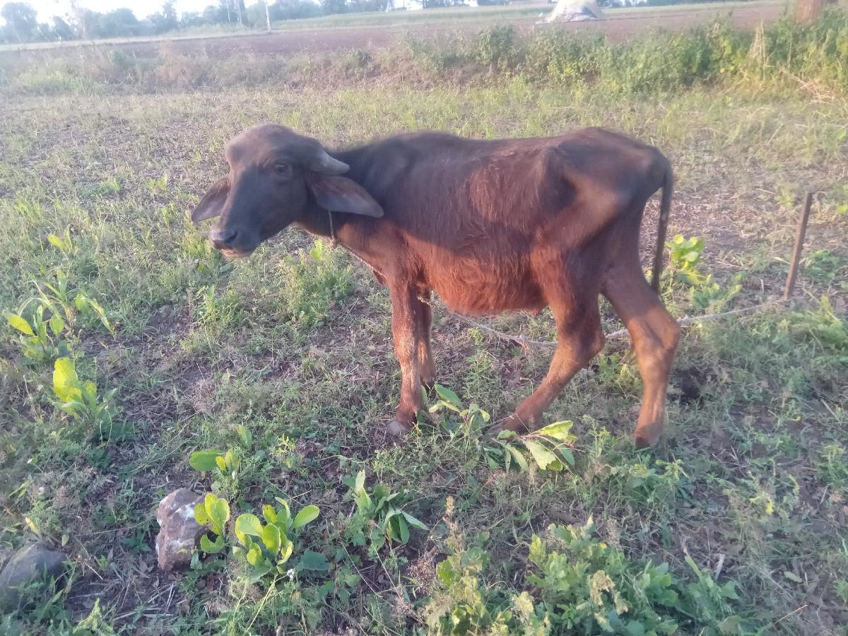 થંબનેલ 2