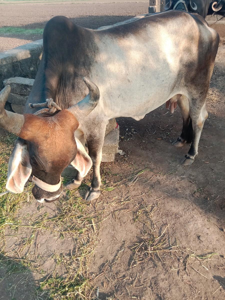 થંબનેલ 3