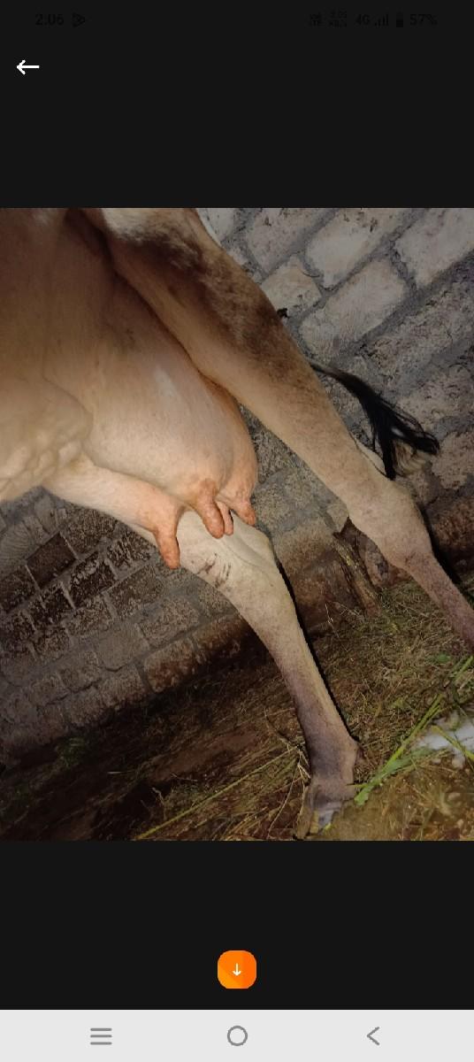 થંબનેલ 3