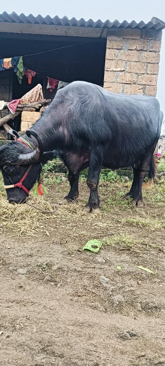 થંબનેલ 2