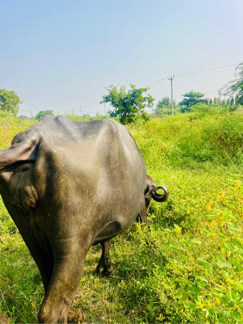 થંબનેલ 2