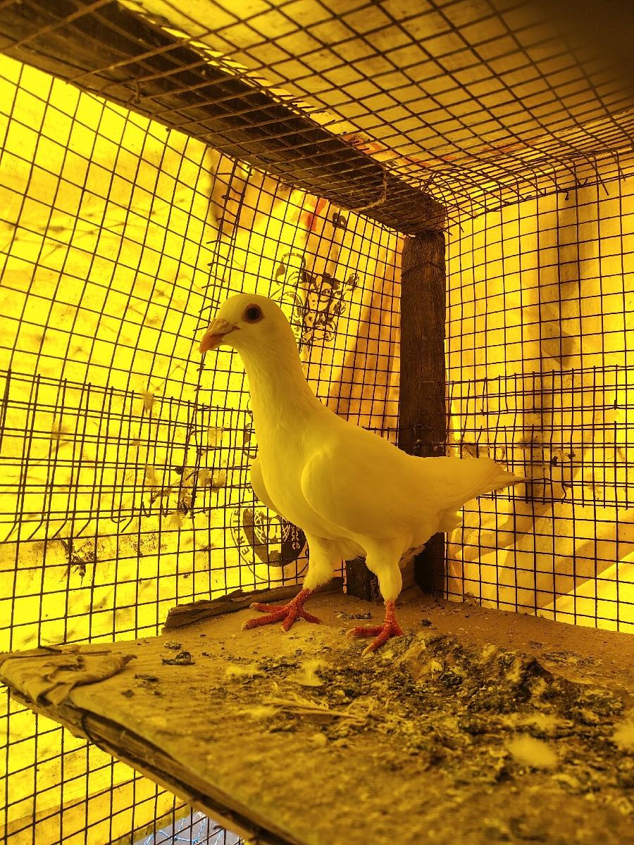 કબૂતર વેચવાના છે