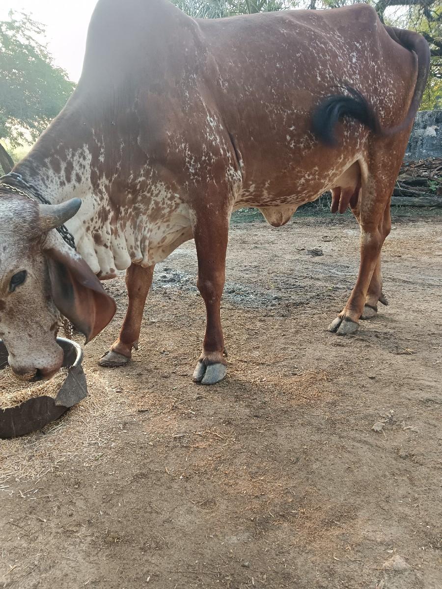 થંબનેલ 2