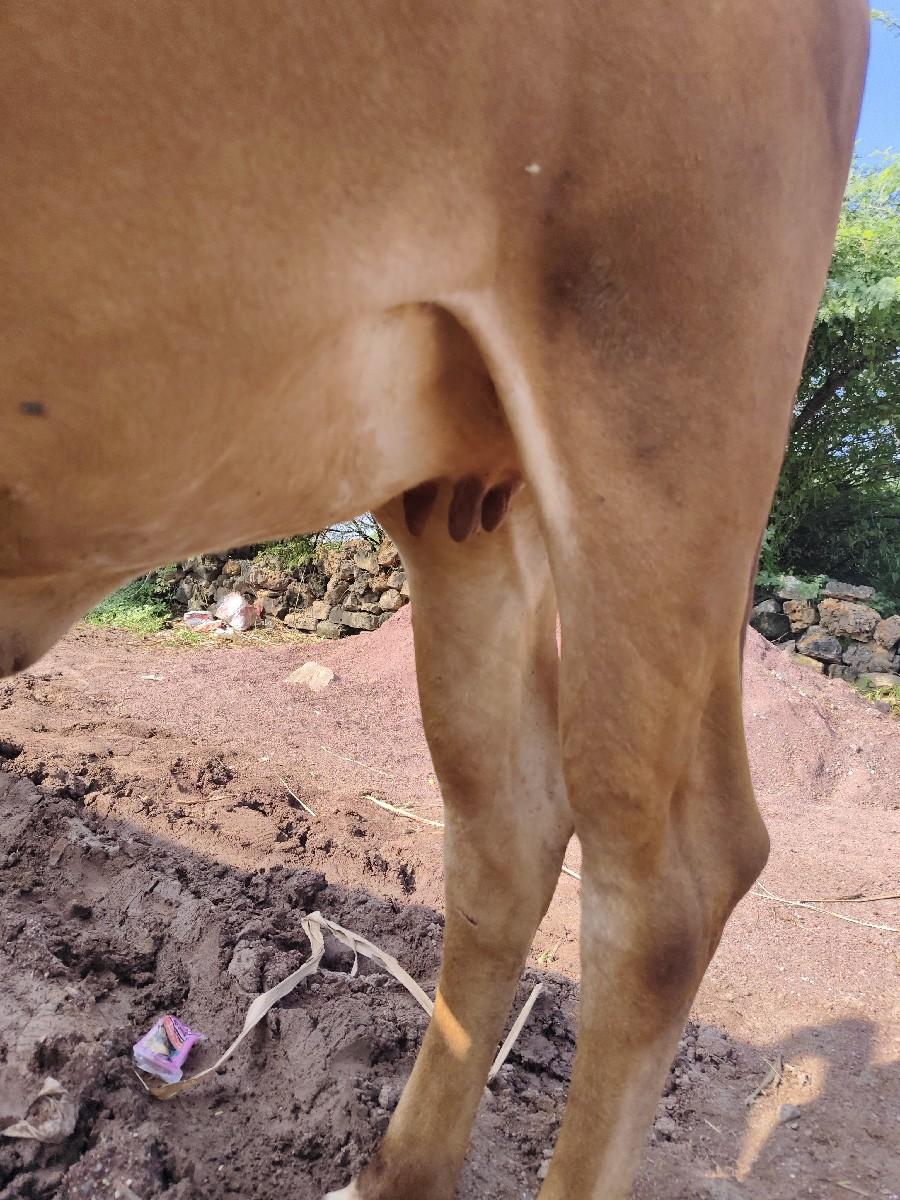 થંબનેલ 3