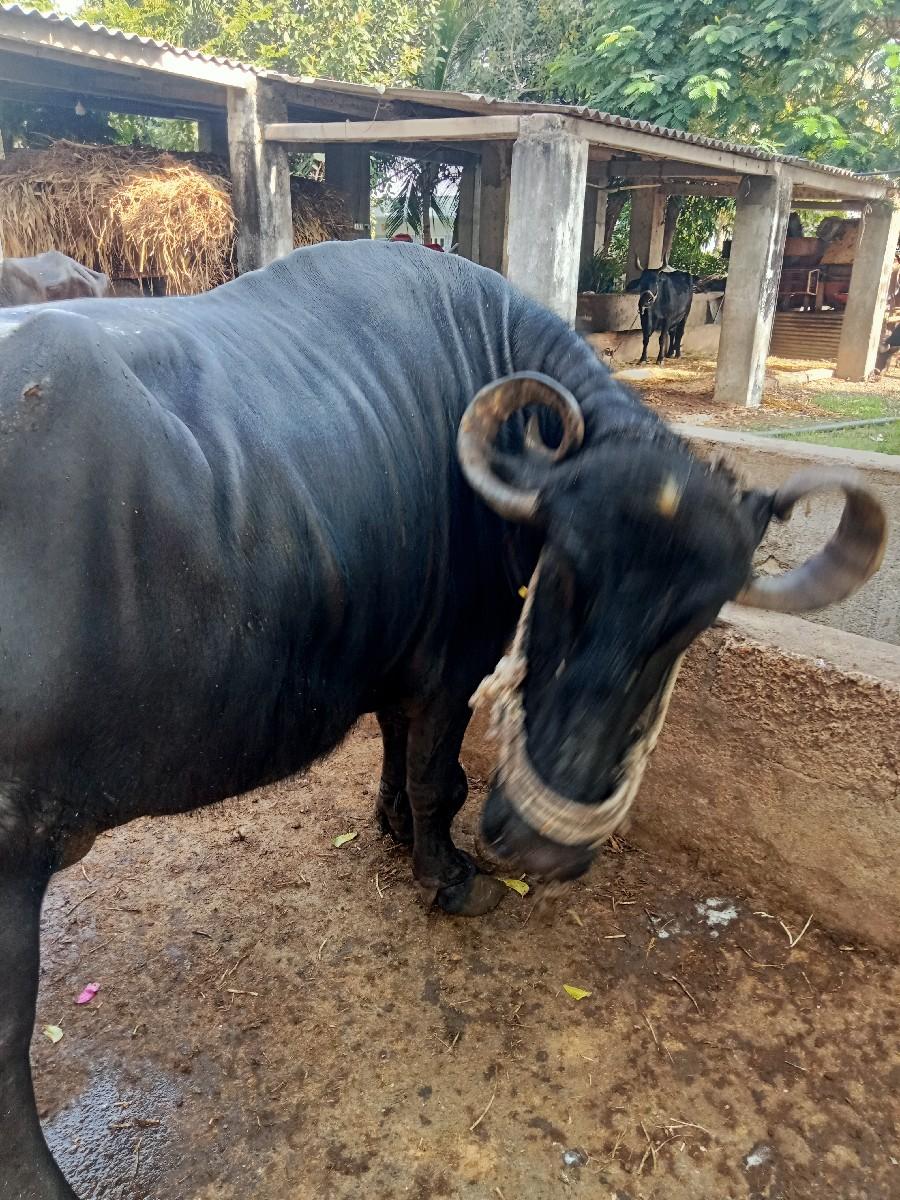 થંબનેલ 3