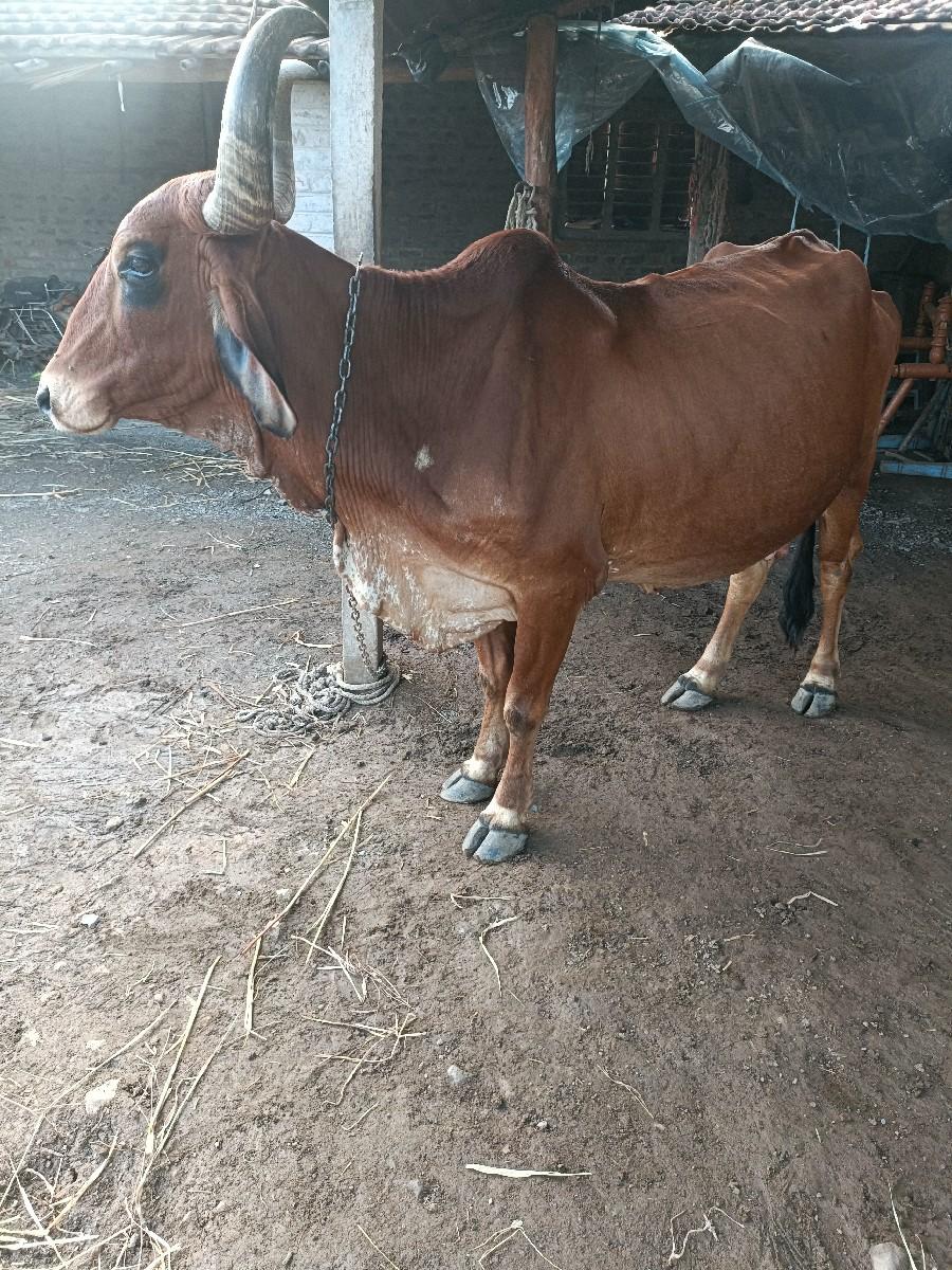 थंबनेल 3