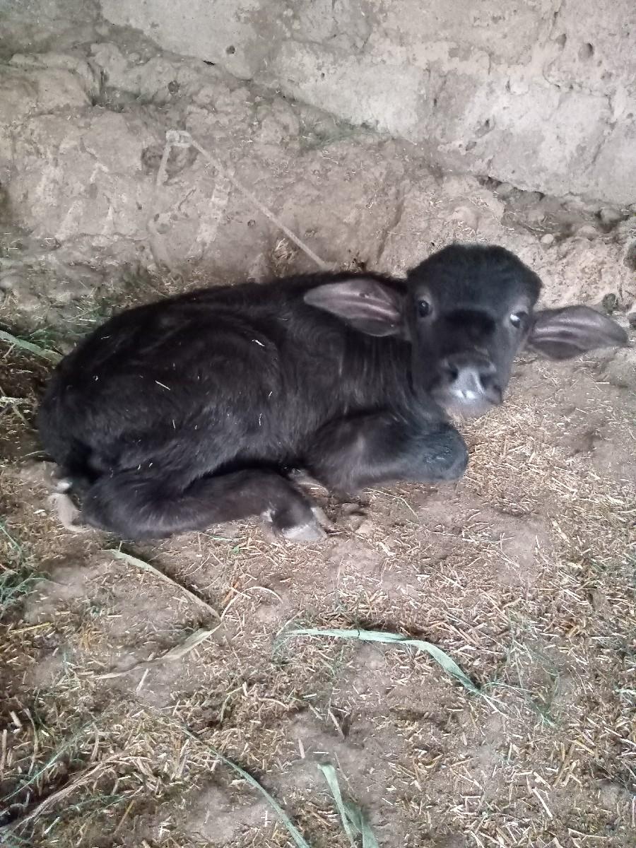 ભેશ વેચવાની છે