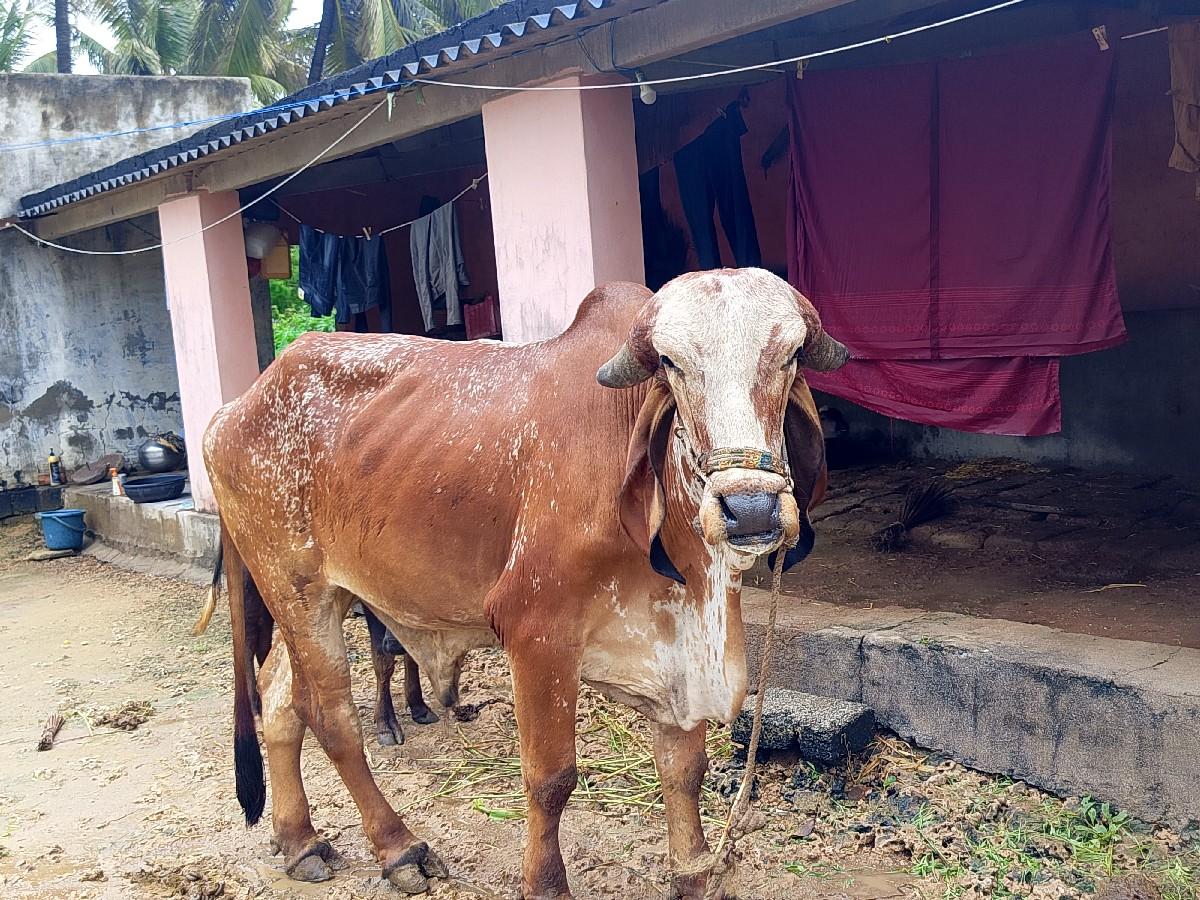 ગોઠવો
હાલતો