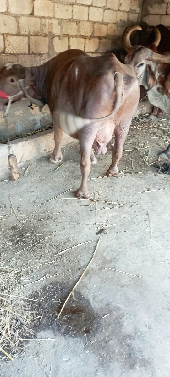 થંબનેલ 2