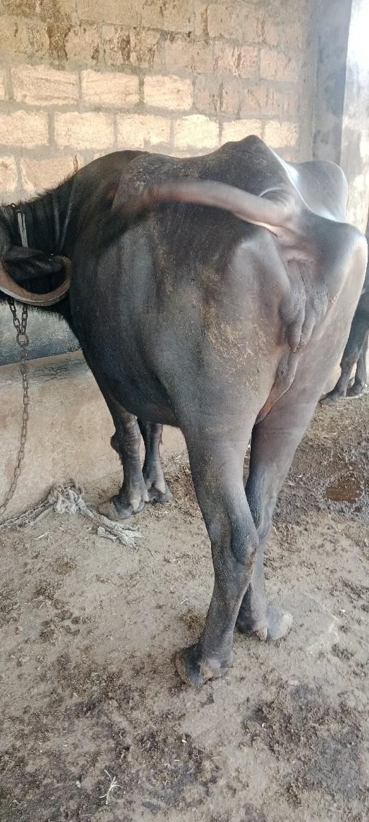 થંબનેલ 2