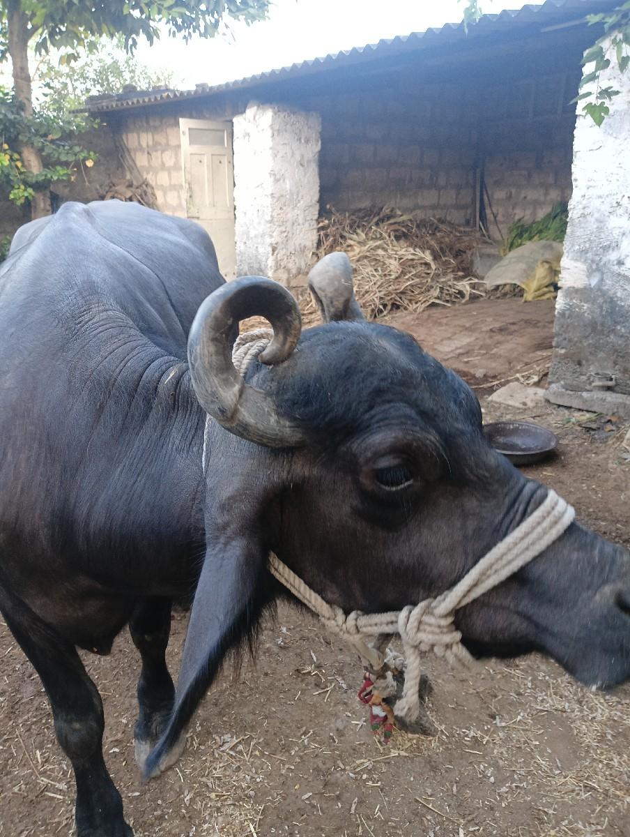 થંબનેલ 2