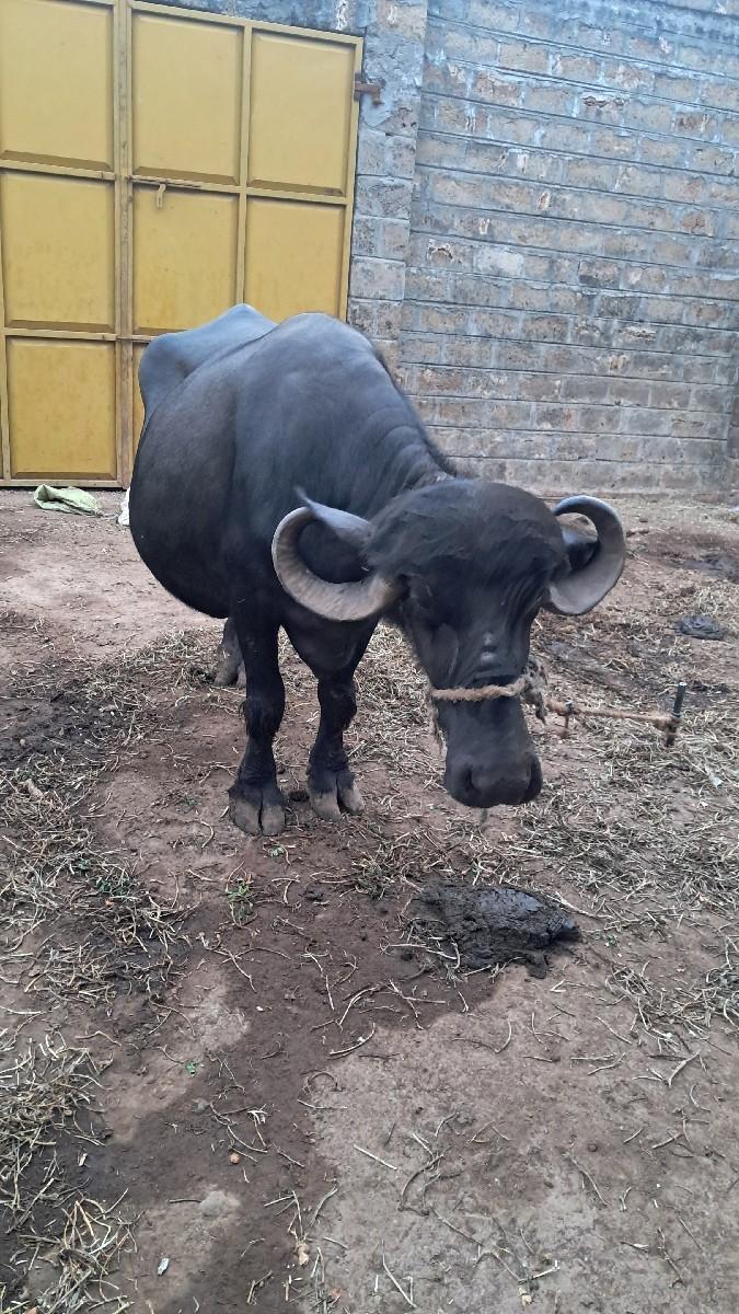 ભેસ વેચવાની છે