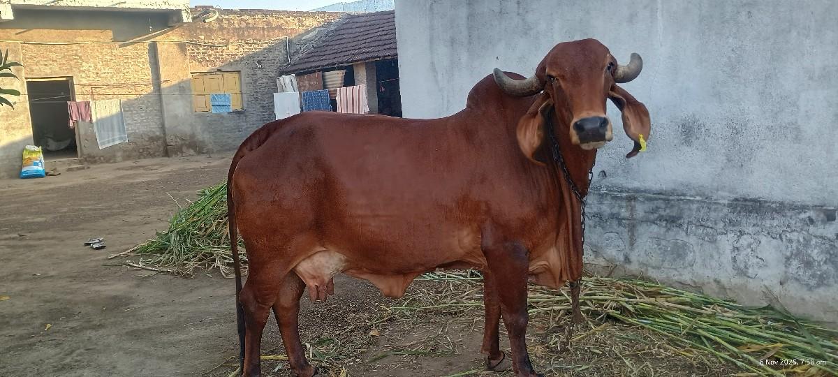 થંબનેલ 3