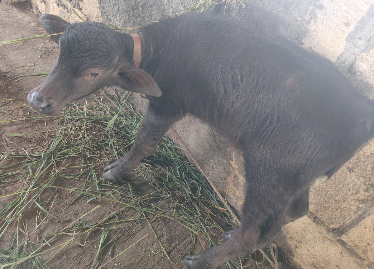 15 દિવસમાં પાડો વેચવાનો છે