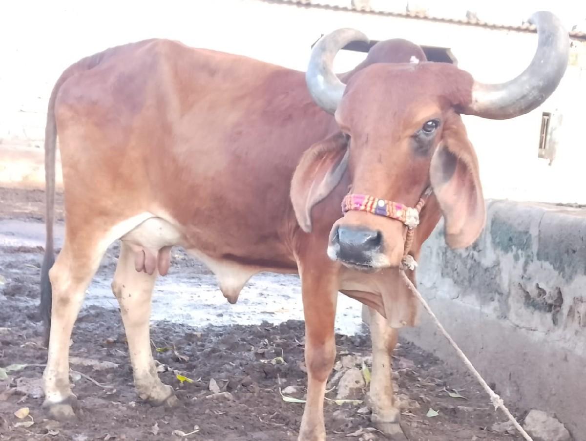 થંબનેલ 3