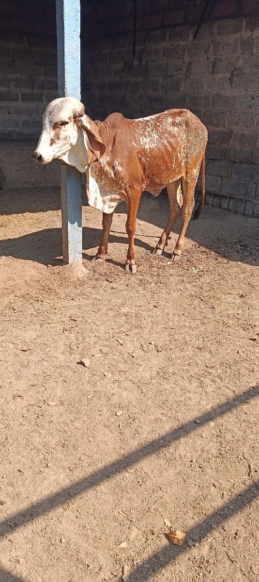 થંબનેલ 2