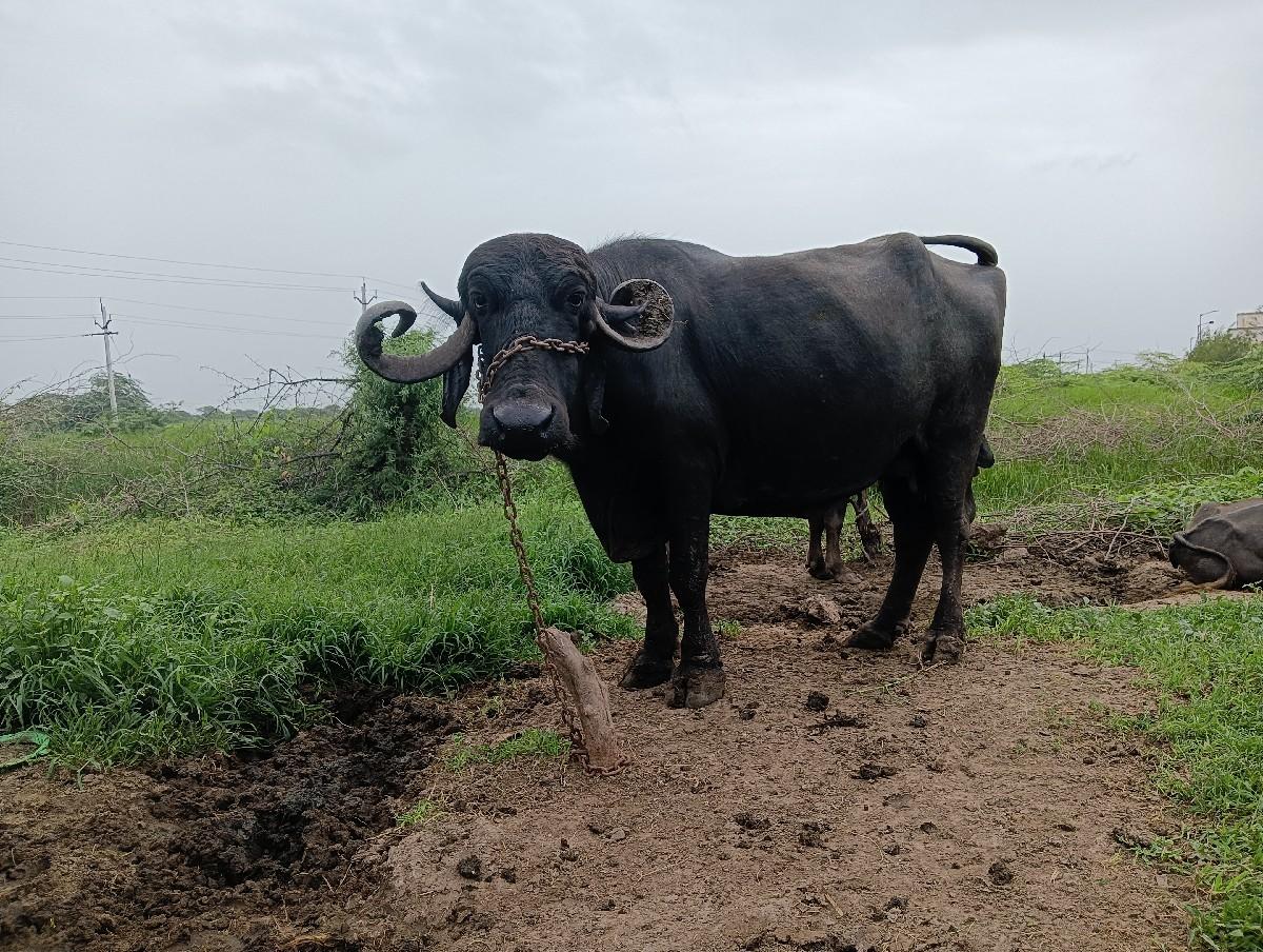 થંબનેલ 2