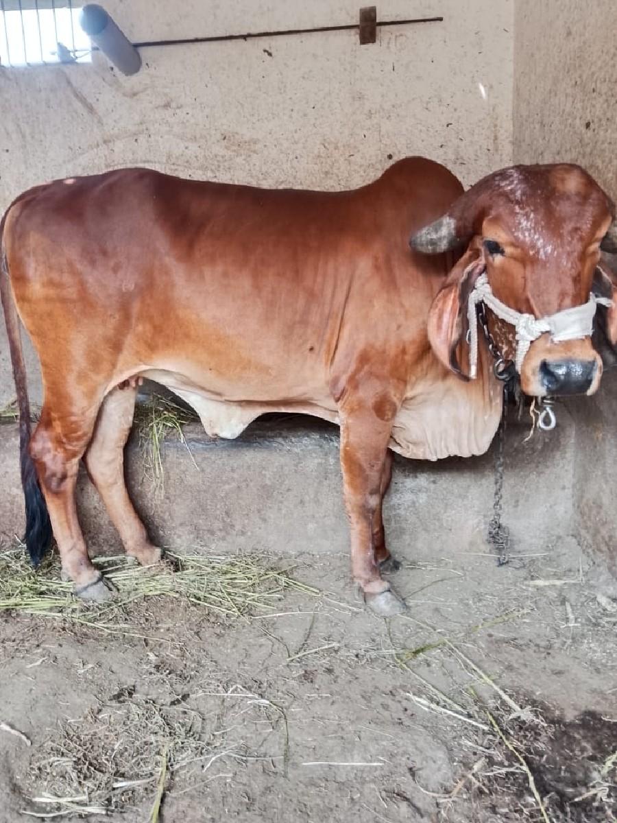 ગીર હોળકિવેસવાનીછે