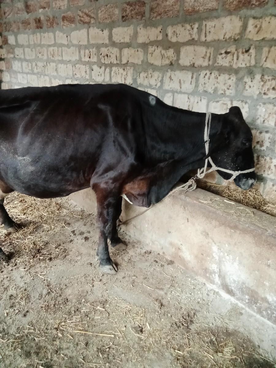 થંબનેલ 3